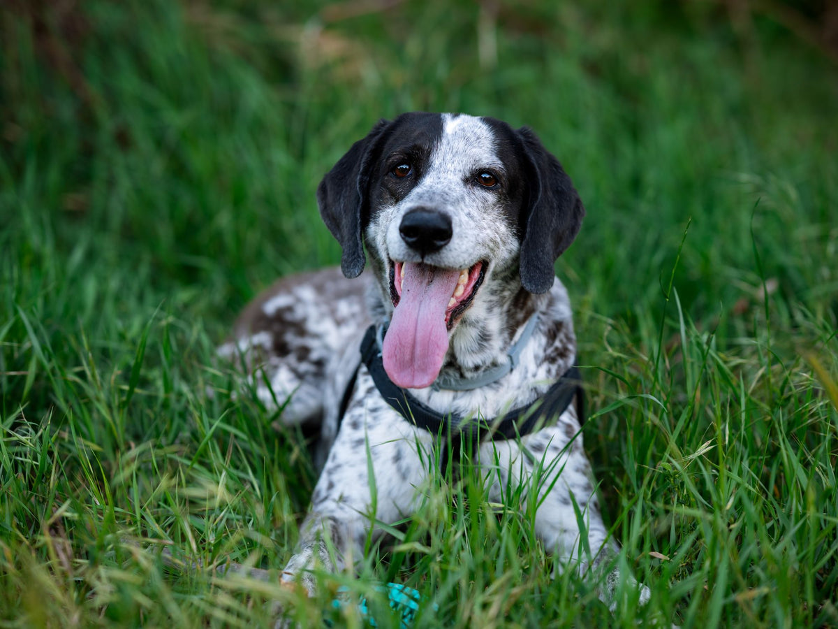 Un cane felice sdraiato su un prato