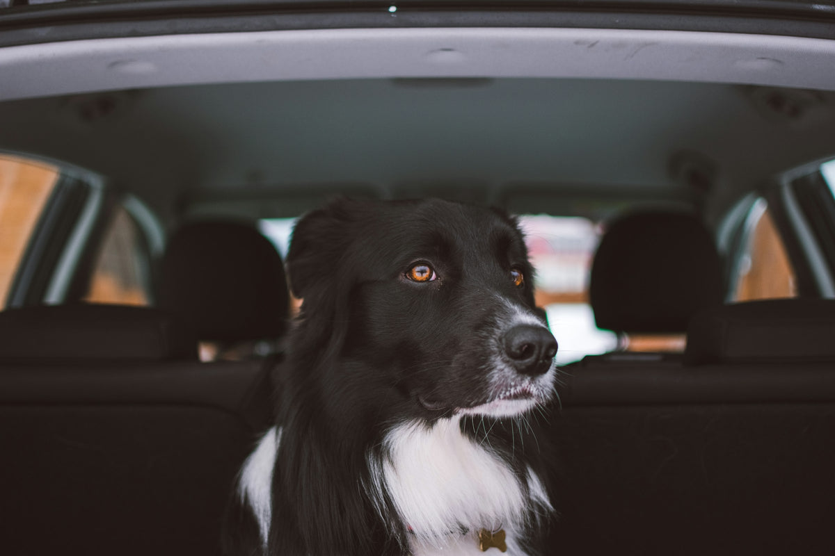 Un cane seduto sul sedile posteriore di un'auto