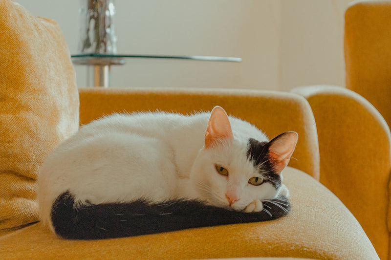 Un gatto su una poltrona gialla